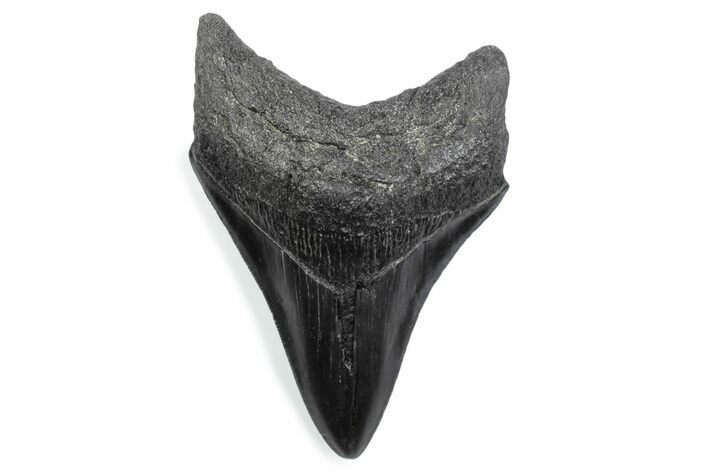 Serrated, Fossil Megalodon Tooth - South Carolina #370474